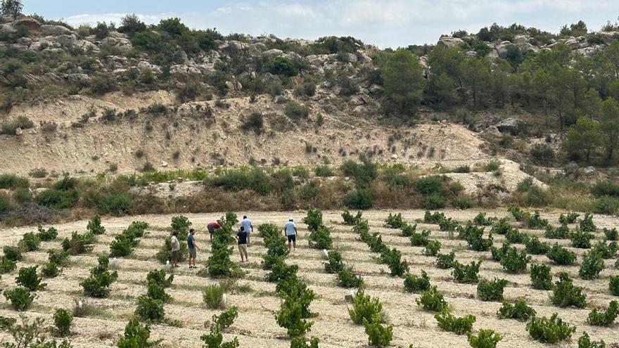 Alicante pierde la mitad de cosecha en una década