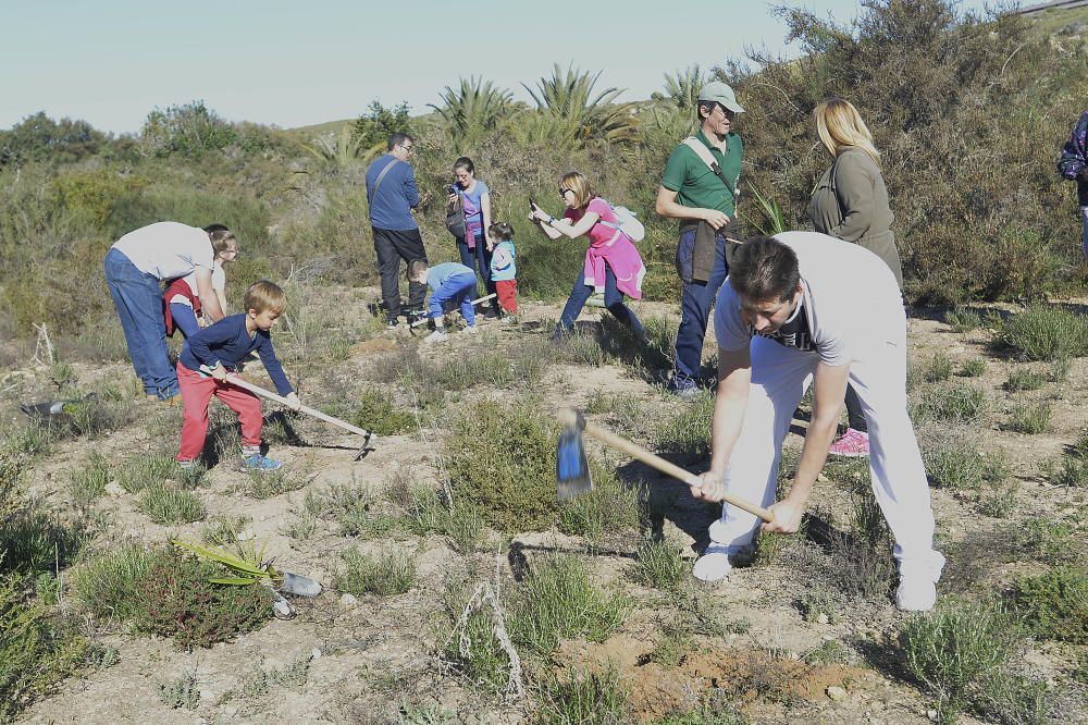 Reforestación en el Clot de Galvany, en imágenes