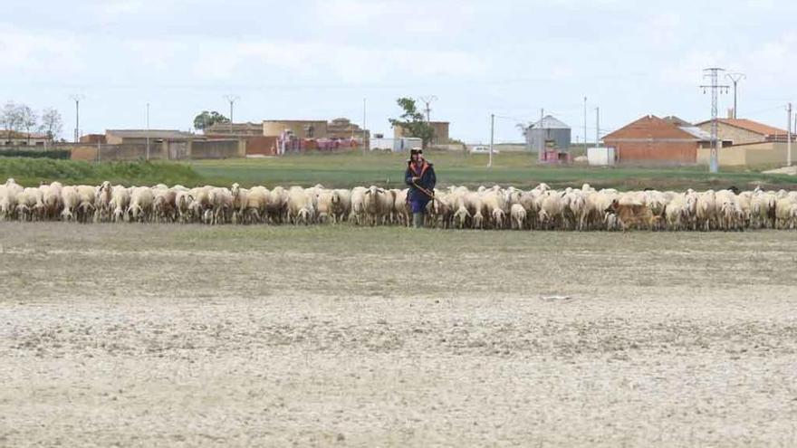 Un rebaño de ovejas atraviesa la laguna de San Pedro, completamente seca, en Villarrín. Imagen tomada en mayo, en plena época de cría.