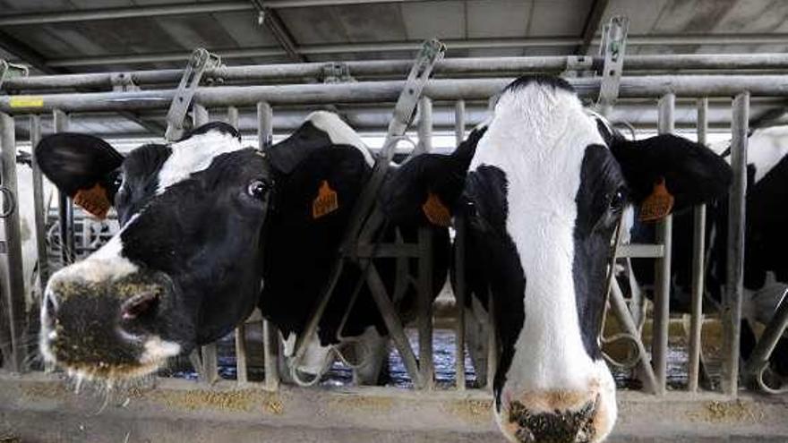 Vacas de raza frisona en una explotación.