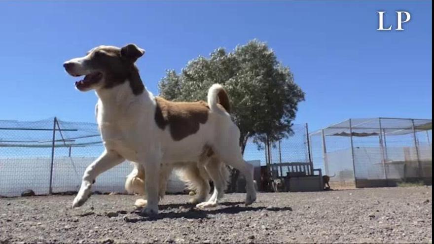 Coronavirus en Canarias | Las protectoras se preparan para una entrada masiva de animales