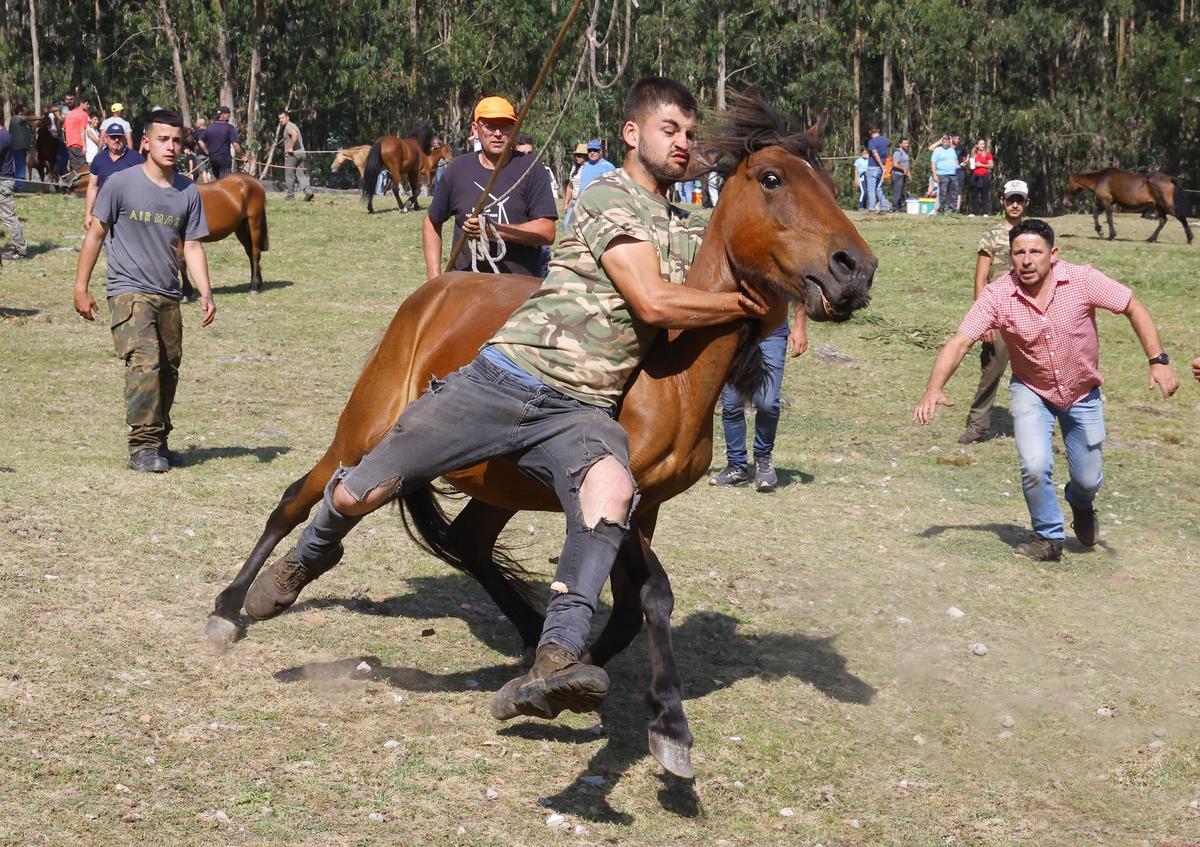 El curro de Mougás reúne a 550 caballos