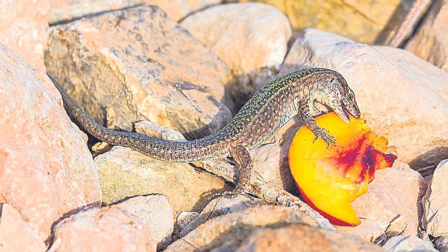 Ibiza crea una reserva de la lagartija pitiusa para evitar su extinción