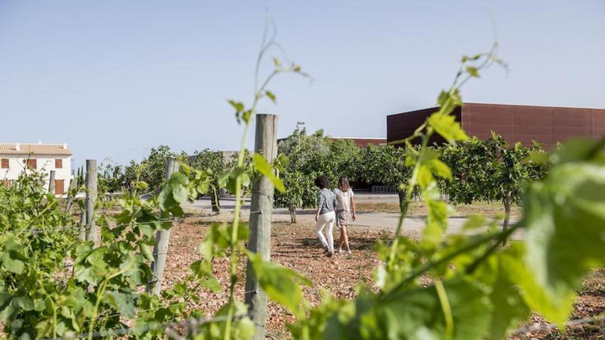 El viñedo mallorquín de Tianna Negre se prepara para una cosecha excepcional en 2026