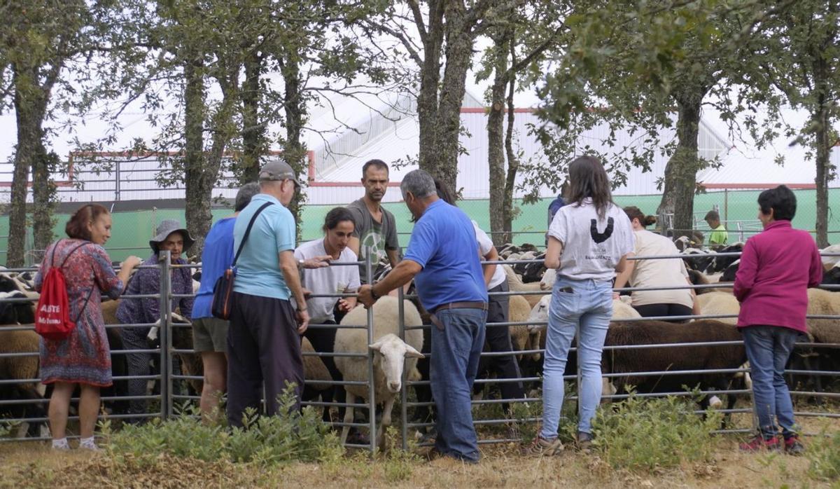 Recogida de las ovejas al abrigo de la arboleda de San Vitero. | Ch. S.