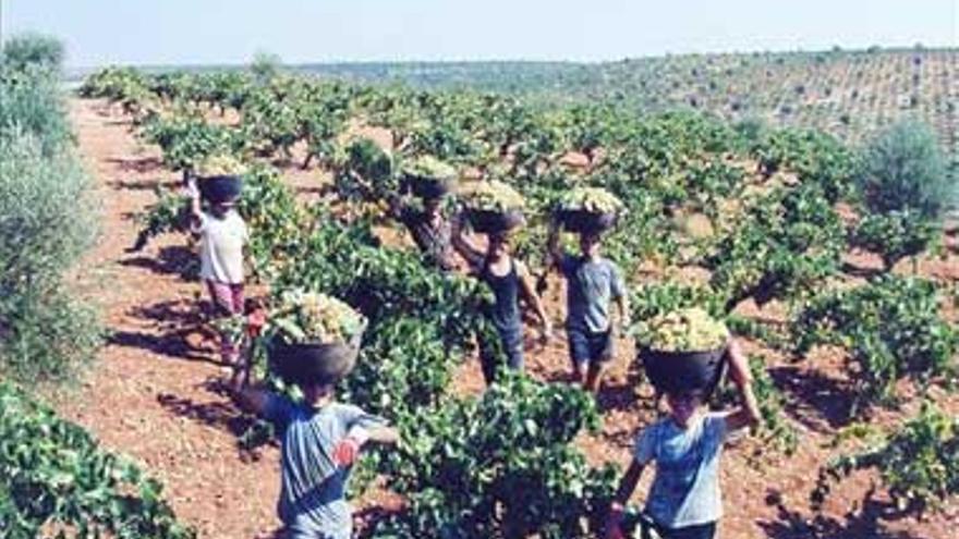 50 millones de litros de vino todavía sin vender condicionan la próxima vendimia