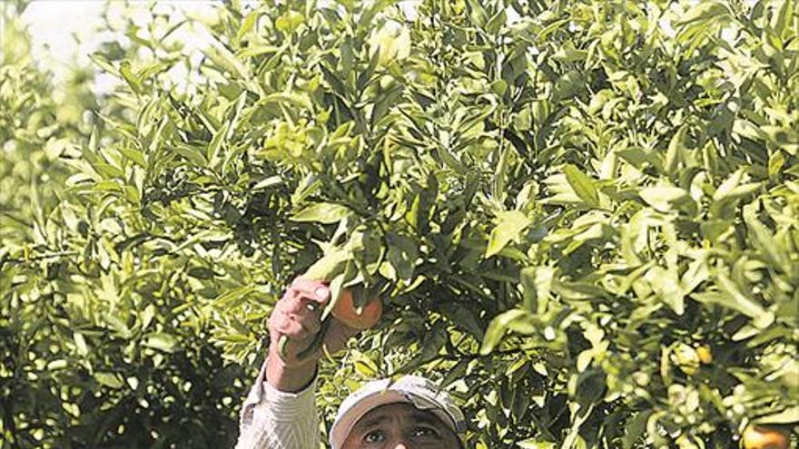 Descubren cómo evitar caídas de producción citrícola en Castellón