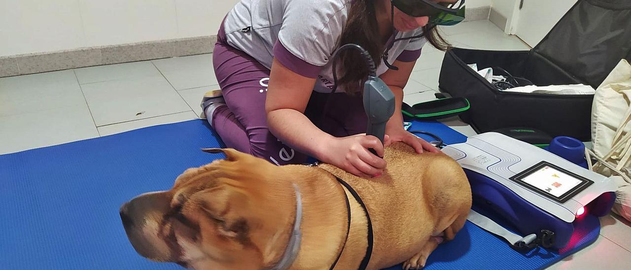 Marta Sobrino realiza  una sesión de fisioterapia  canina en Tapia.  Reproducción D. Á.