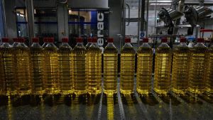 Botellas de aceite recién envasado en una empresa de Antequera (Málaga), perteneciente al grupo Dcoop.