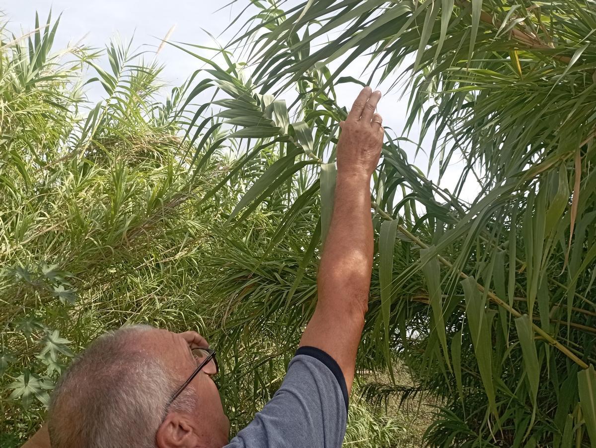 Tronchando la tupida vegetación.