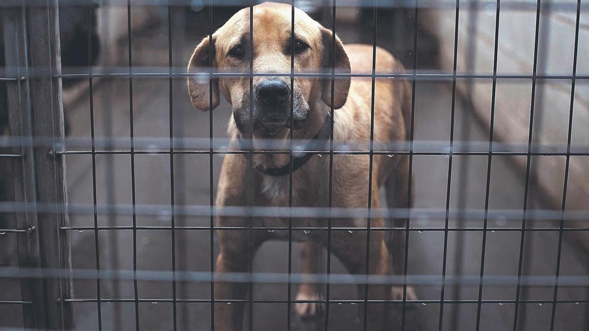 Un perro abandonado en el interior de una perrera, en junio del 2022.