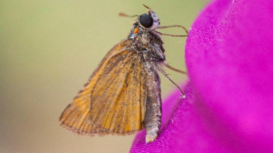 Una guía recopila las 110 especies de mariposas de la provincia de Málaga