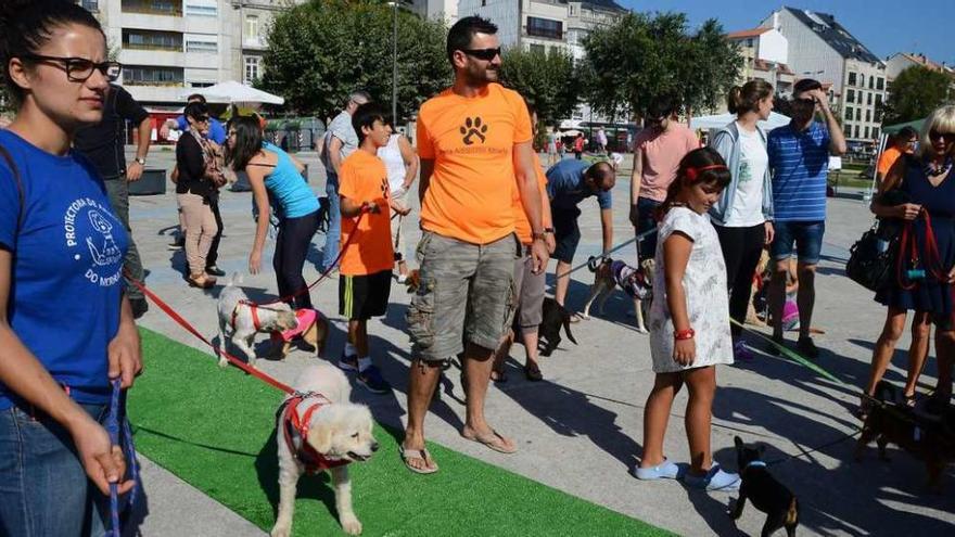 Un momento de la pasarela de perros en adopción, en la alfombra verde de la alameda de Moaña. // G.N.