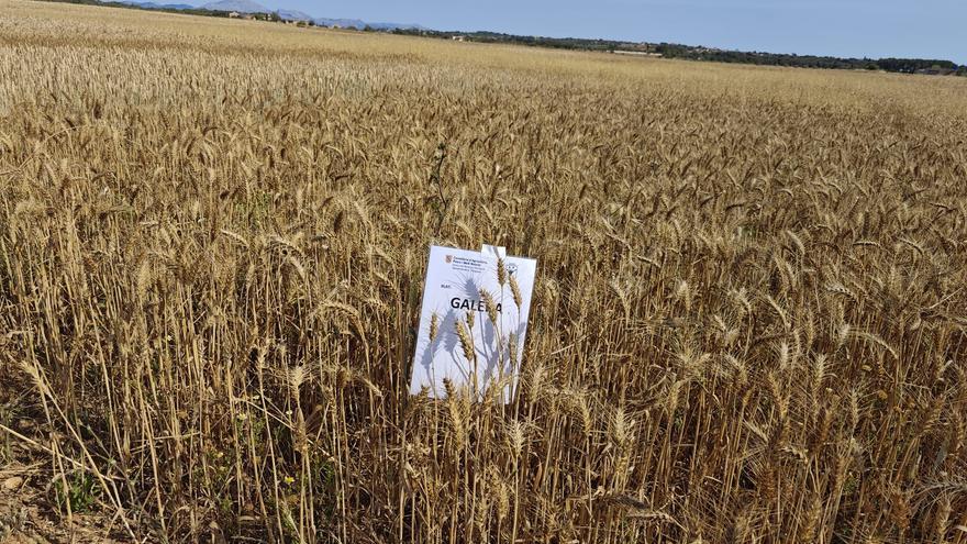 Sequía en el campo de Mallorca: la depresión de una cosecha inexistente