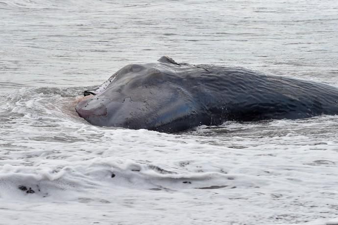 02-02-2019 TELDE. Cachalote muerto varado en la playa de Melenara. Fotógrafo: ANDRES CRUZ