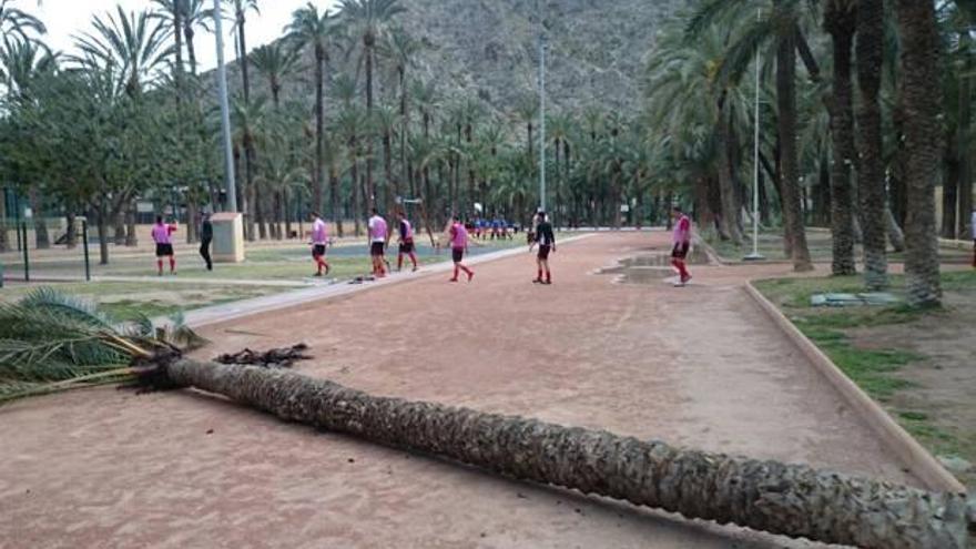 Una caída de palmera que acabó en un susto