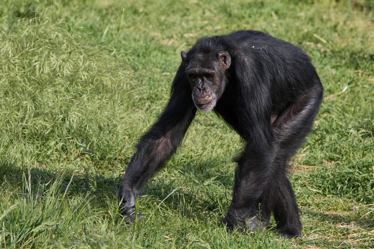La Fundació Mona, ubicada a Riudellots de la Selva