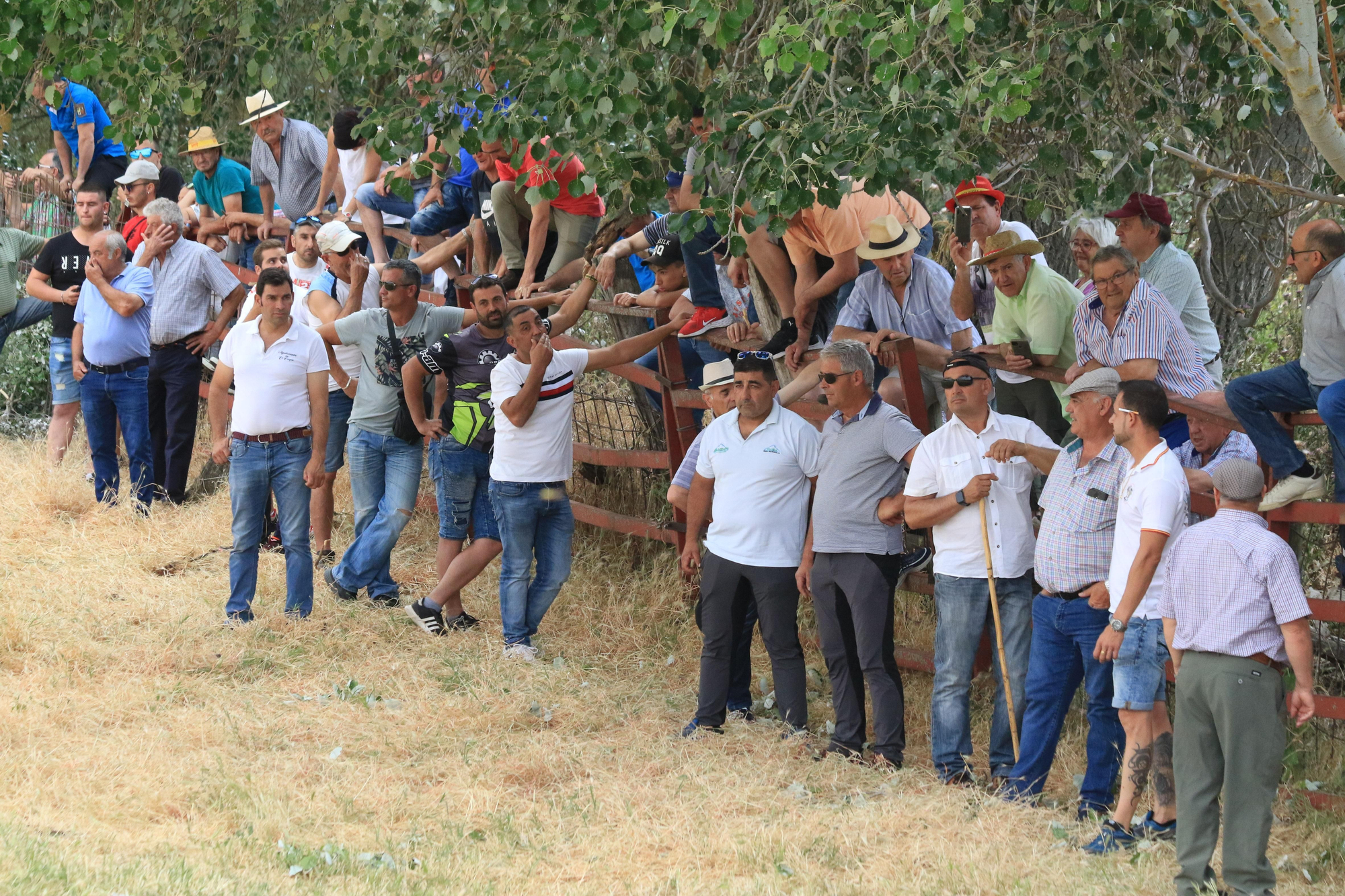 GALERÍA | Encierro mixto en Vadillo de la Guareña