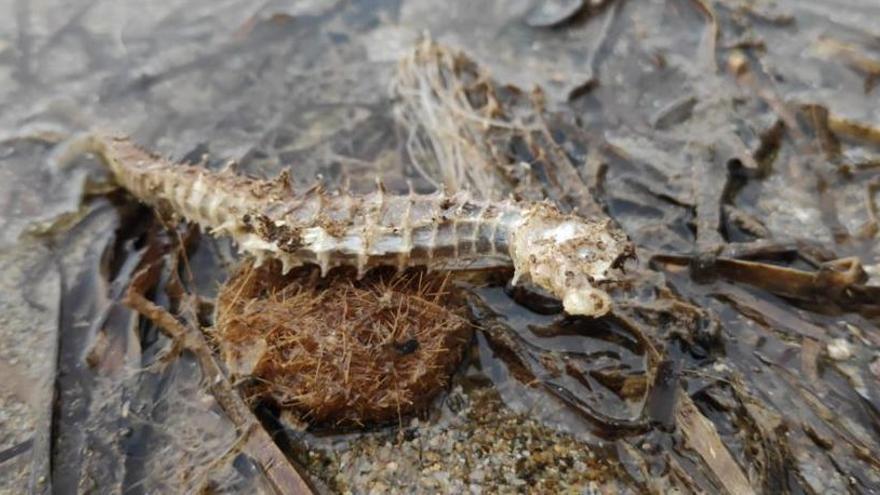 Medio Ambiente investiga la aparición de caballitos de mar muertos en el Mar Menor