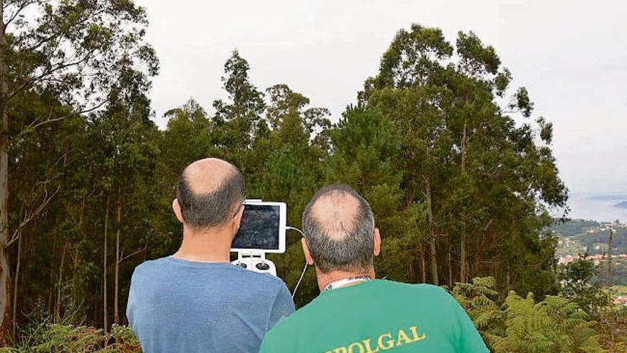 Los miembros de Depolgal hacen volar los drones hacia el nido situado en la cima de un eucalipto.  // FdV