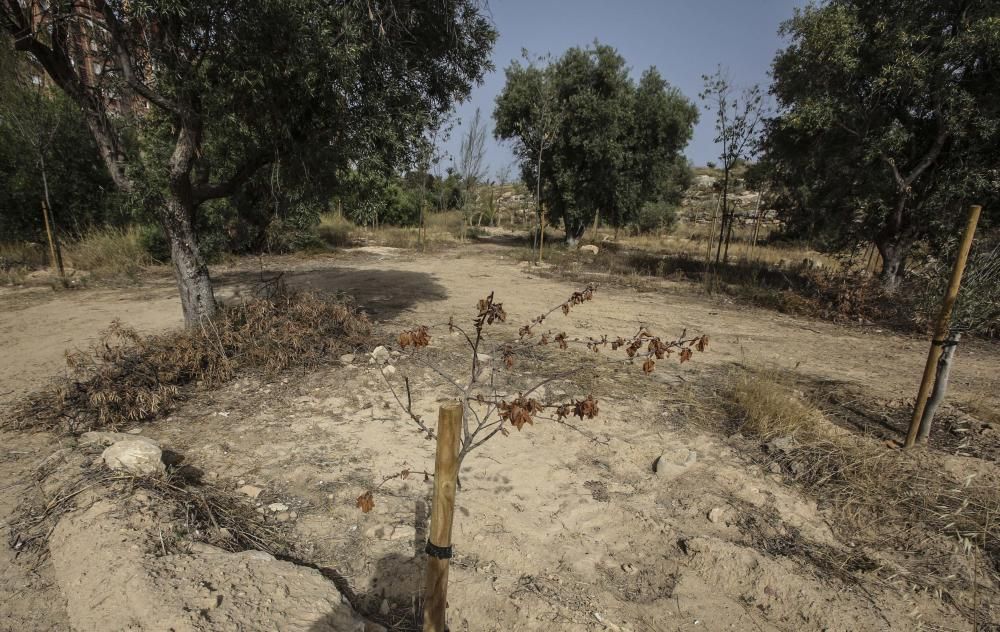 El bosque urbano de la sierra del Porquet, en la entrada sur de Alicante, carece de sistema de riego y el arbolado está en las últimas