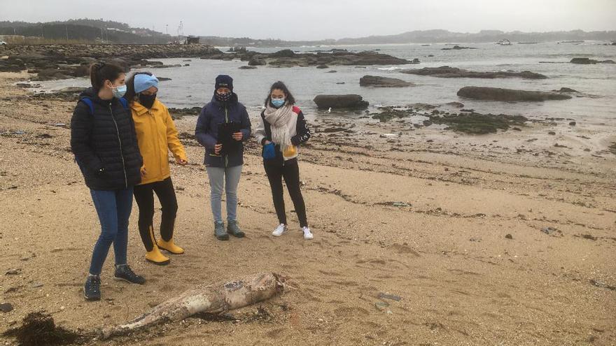 Miembros del BDRI descubrieron el delfín muerto en la playa de Virxe das Mareas (O Grove).