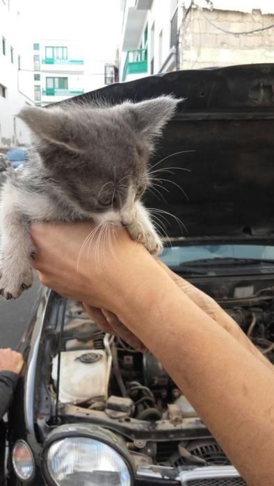 Rescate de un gato atrapado en un automóvil en Arrecife