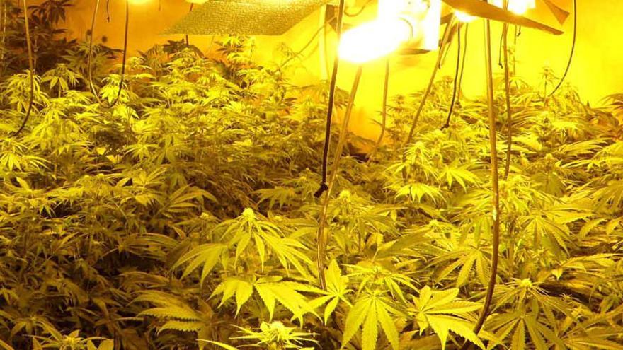 Localitzen un miler de plantes de marihuana en un habitatge de Vilanova del Camí