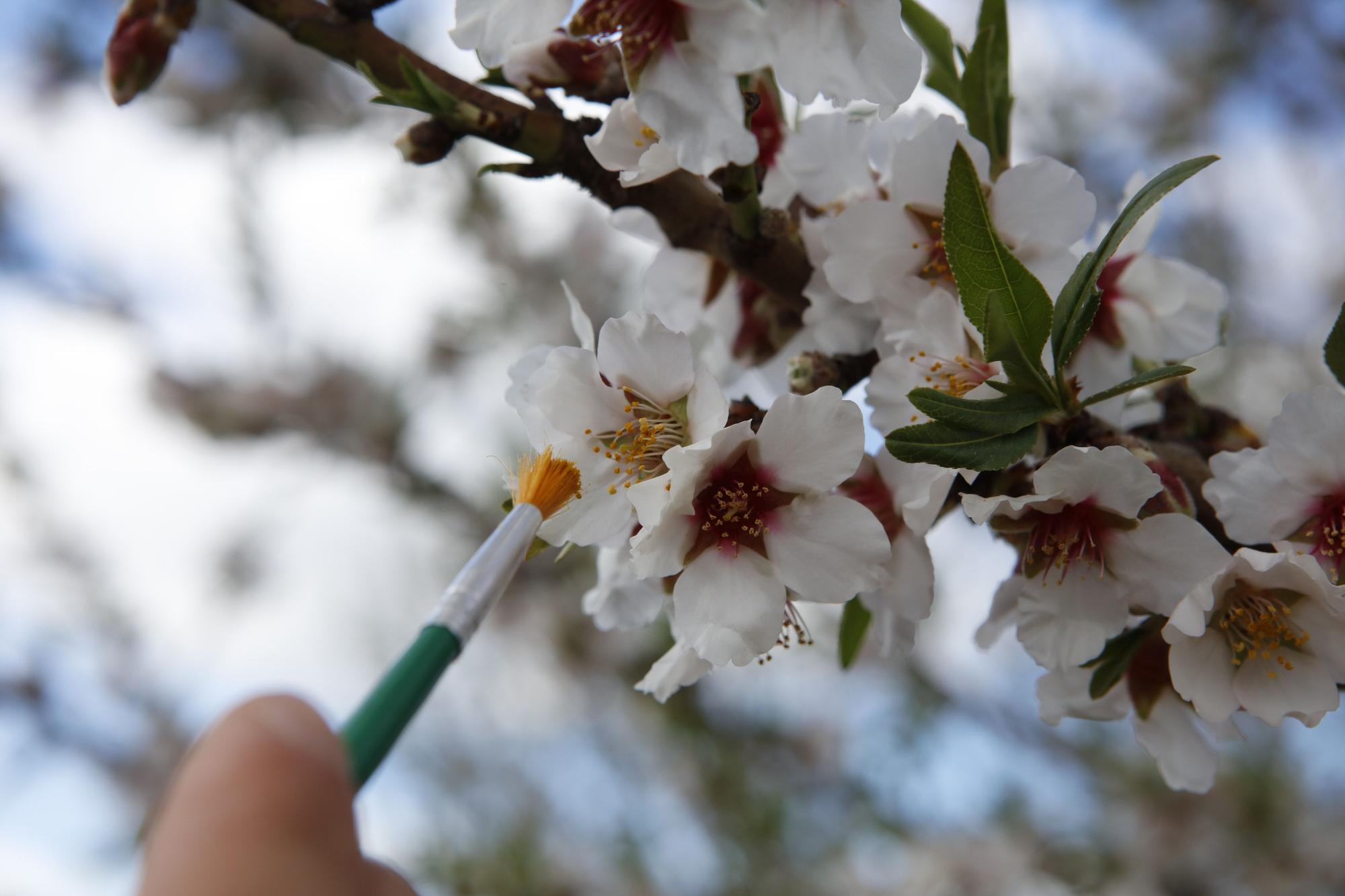 Die neue Mandelblüte und die alten Bienen