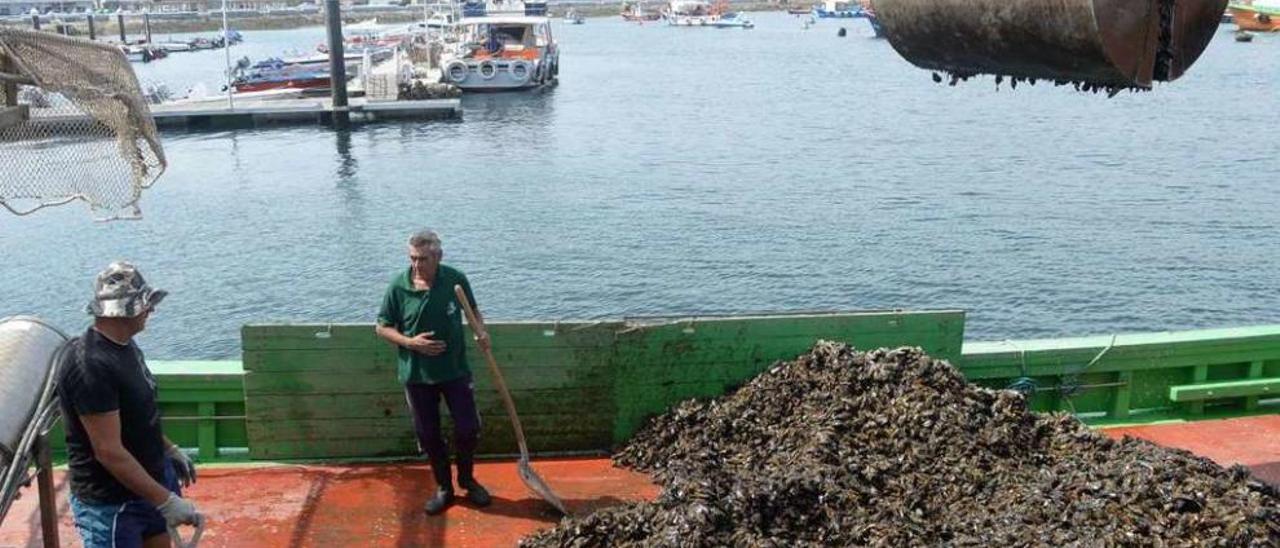 Descargas de mejillón en el muelle de A Illa de Arousa. // Noé Parga