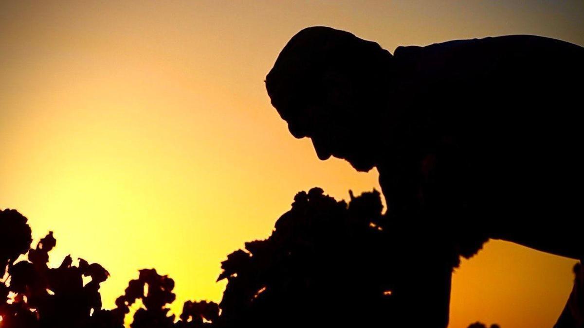 Un trabajador de la vendimia en una campaña anterior con el día amaneciendo en Tierra de Barros.