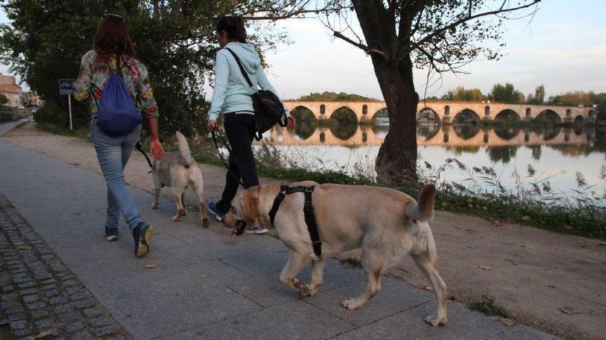 Dos perros, en el paseo del río Duero