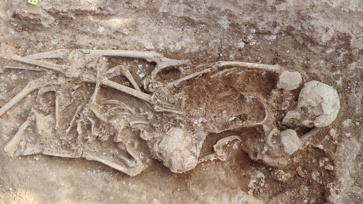Fosa visigoda encontrada durante unas obras en un colegio de Alcàsser