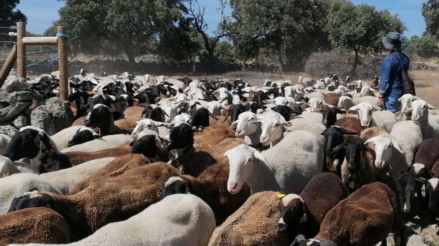 La ganadería extensiva de Zamora lamenta el “injusto trato” a una producción “de calidad”