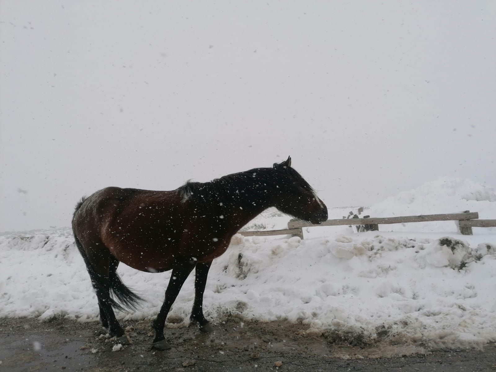 GALERÍA | Último sábado para disfrutar la nieve en la Laguna de Peces