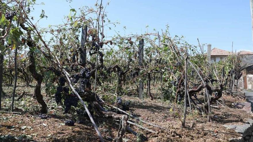 Aspecto de las viñas en el Concello de Cenlle tras el granizo que cayó el pasado domingo. // Jesús Regal