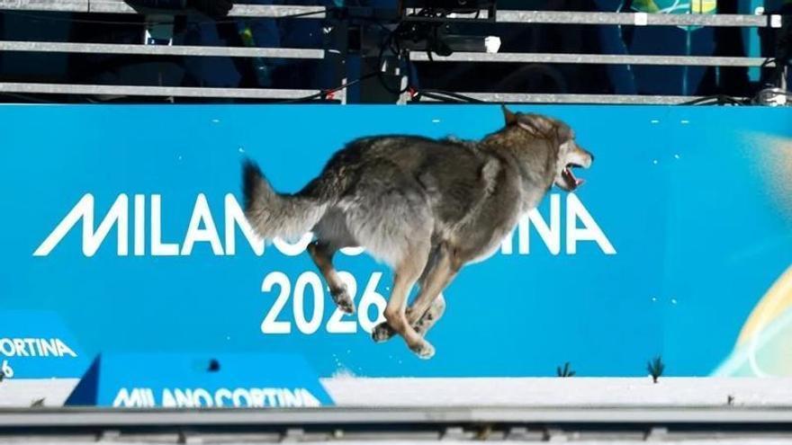 Un perro lobo irrumpe en una prueba de esquí de fondo y se convierte en el atleta viral de los Juegos de Invierno