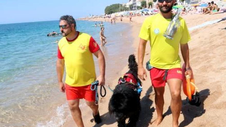 Els socorristes, patrullant per Sant Pol amb el gos de rescat.