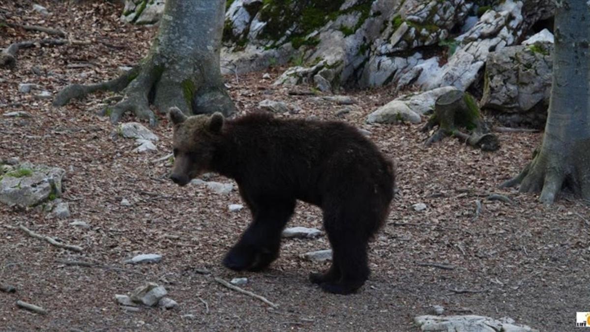 zentauroepp34182909 goiat el nuevo oso esloveno que se ha liberado en el pirineo170627131957