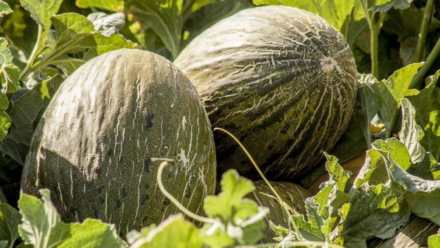 Acuaponía, el sistema que mejora el cultivo del melón