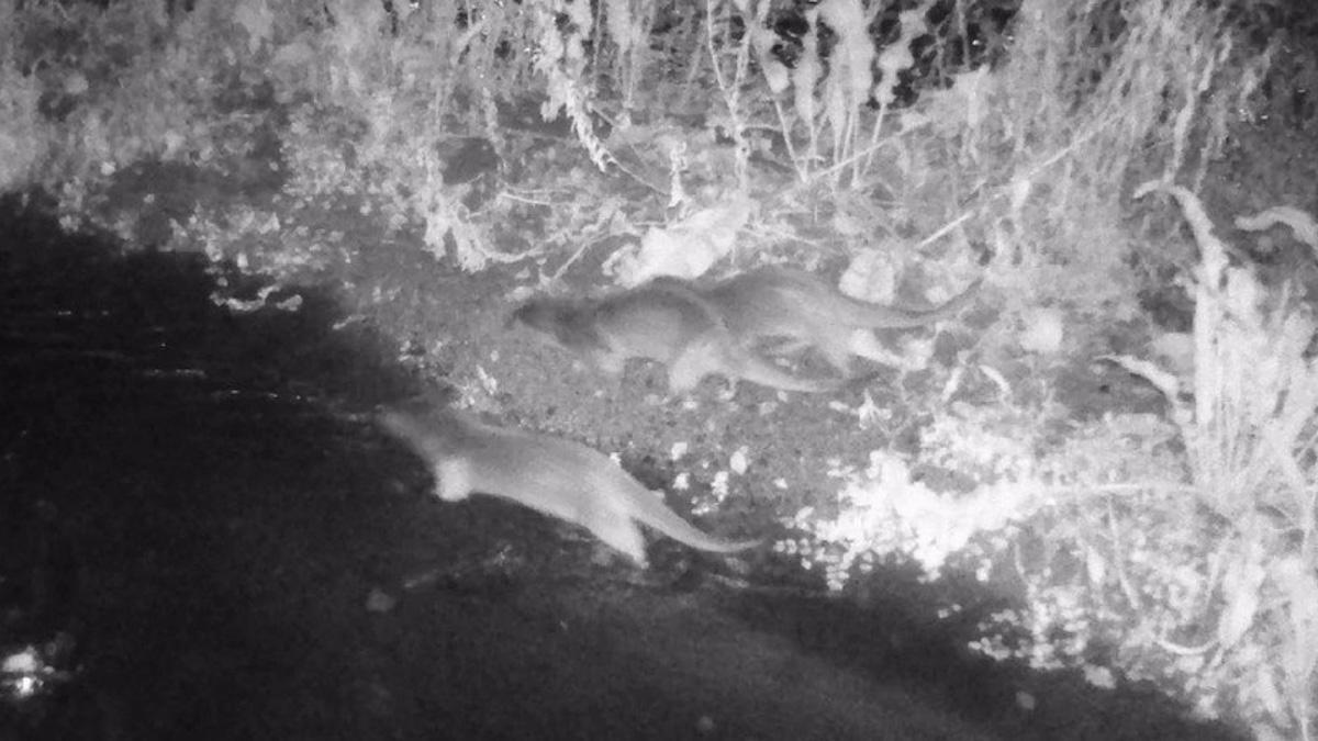 Nuevo núcleo familiar de nutria en el río Mogent después de 40 años