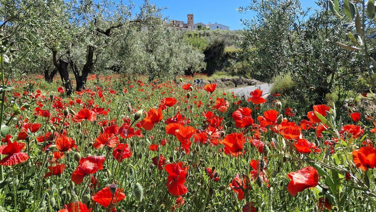 La floración de las amapolas y, arriba, el pueblo de Beniaia