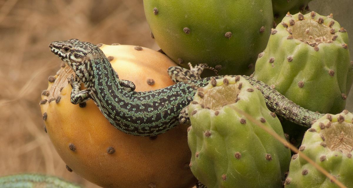 Formentera cuenta con interesante fauna autóctona.