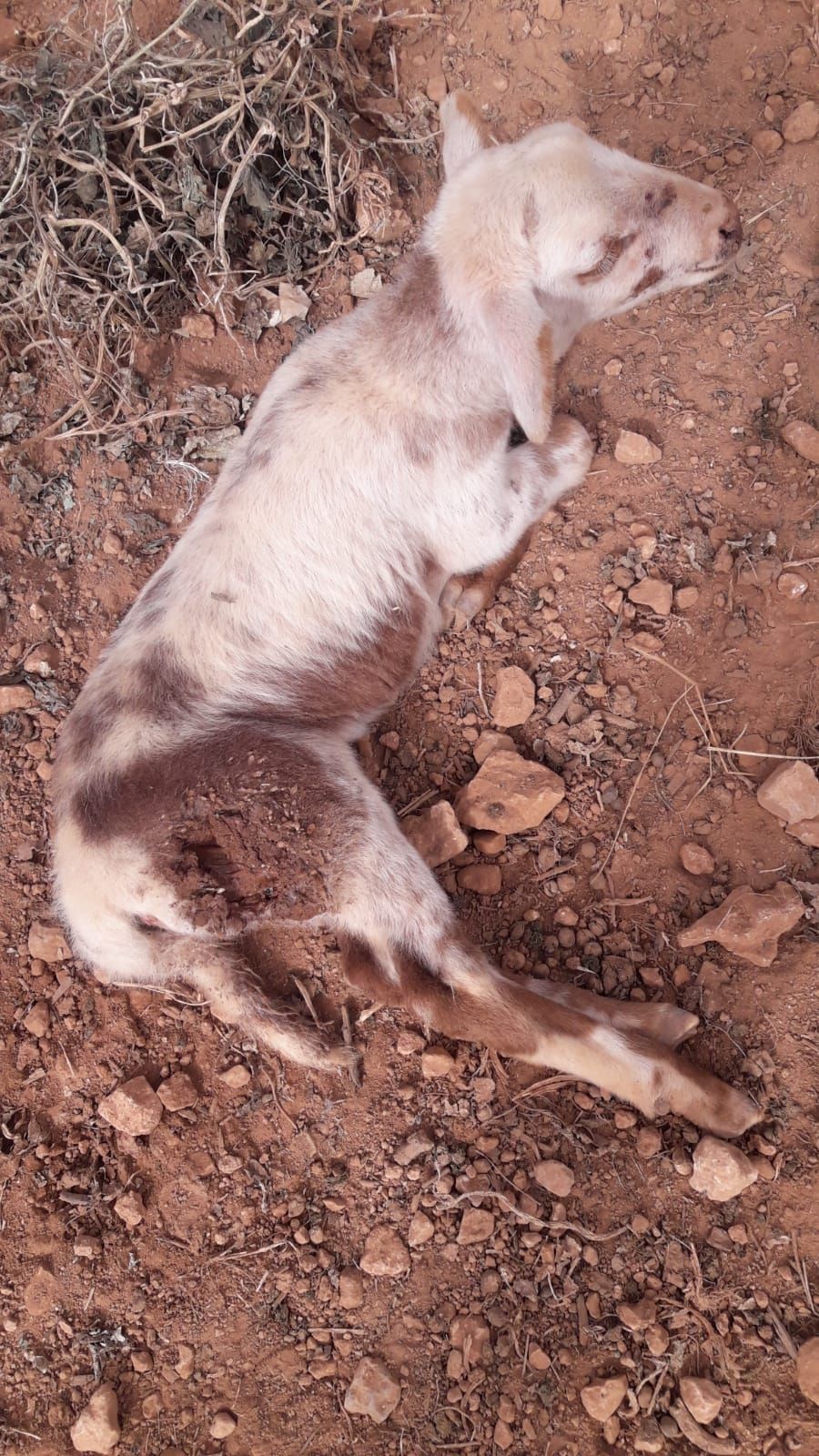 Dos perros matan a una docena de corderos en la finca de Puntiró