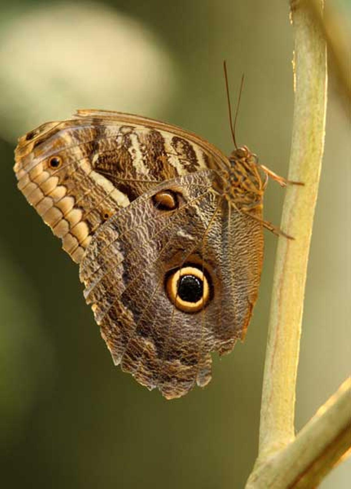 Mariposa Mariposa