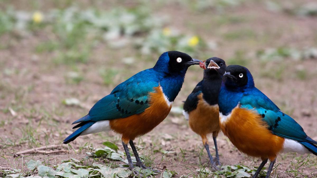 Una familia de estorninos soberbios ( Lamprotornis superbus ) en el Zoológico Wilhelma de Stuttgart, Alemania.