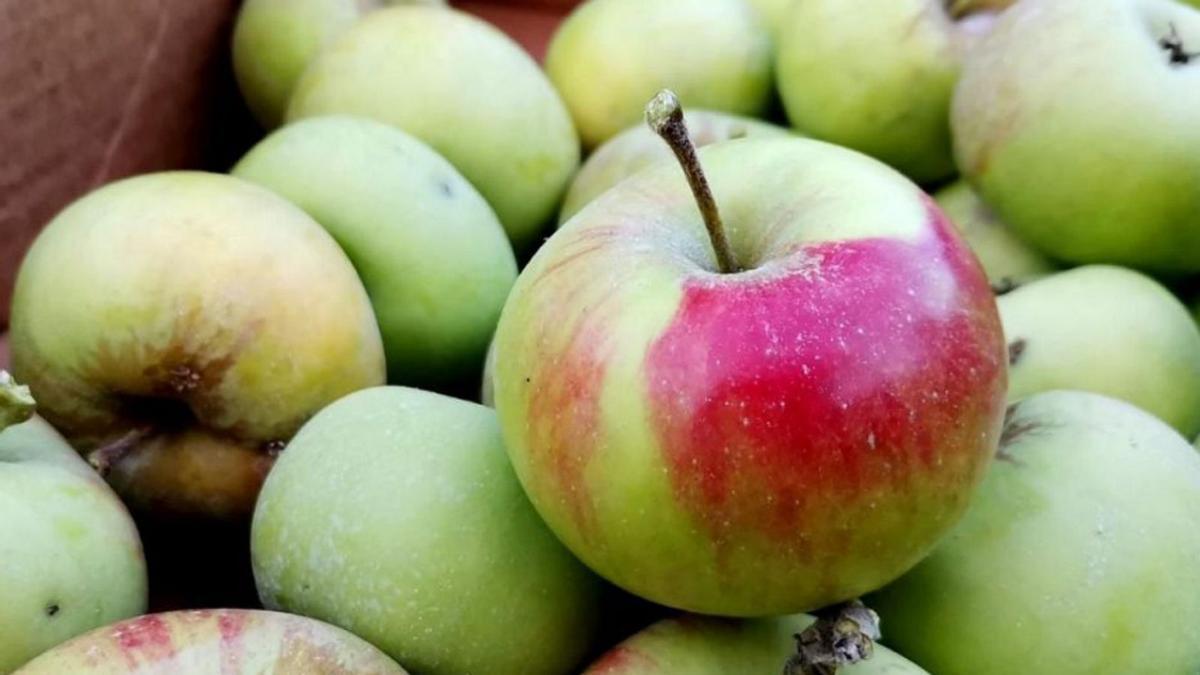 Manzanas de la variedad pajarita, del Valle de La Orotava.