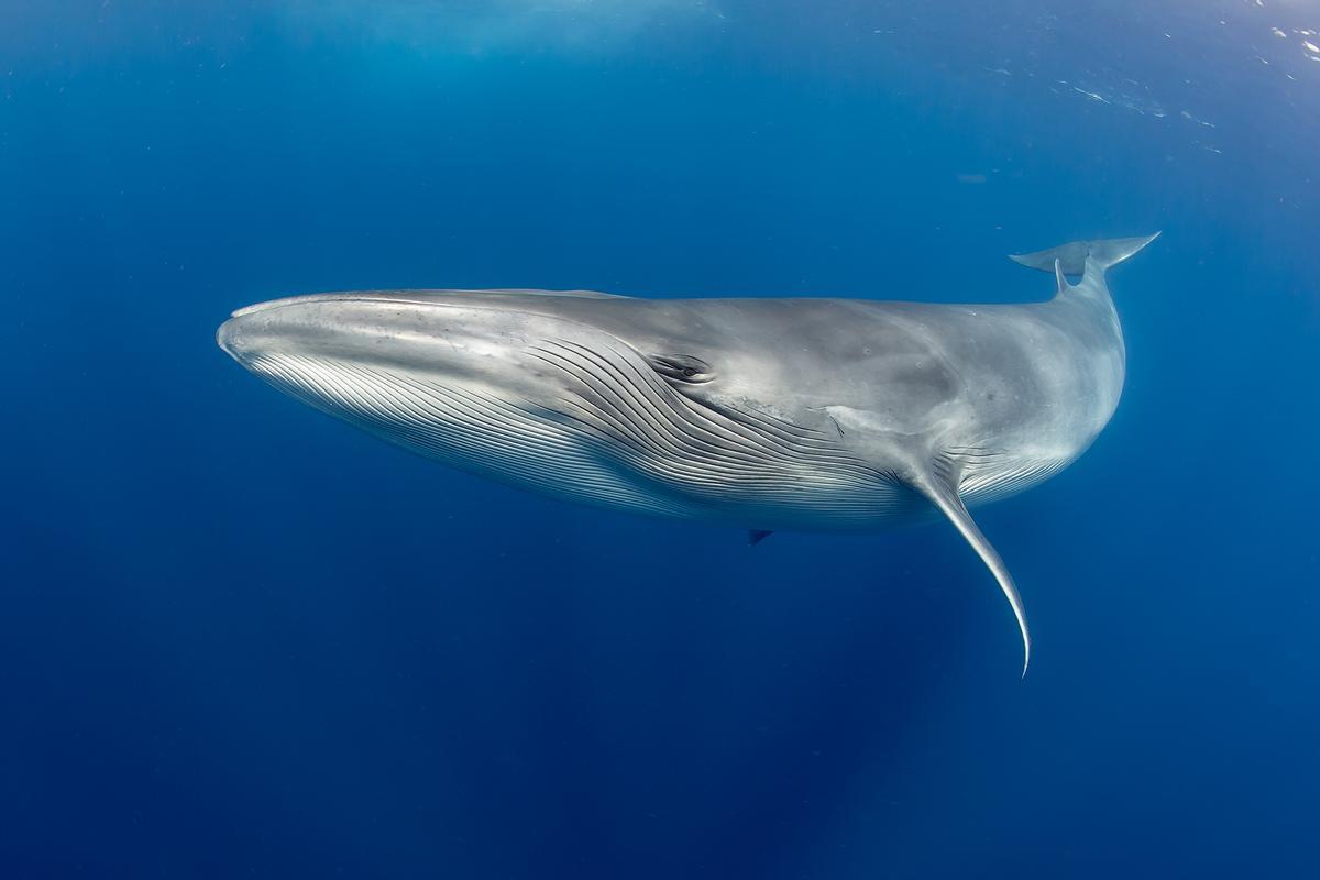 Si te gusta vivir aventuras originales de verdad, avista ballenas a menos de 100 metros