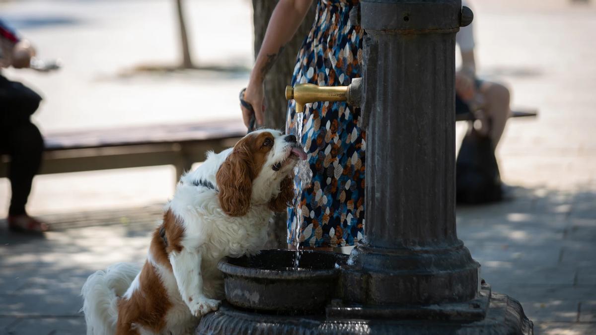 Un perro bebe en una fuente en Barcelona.