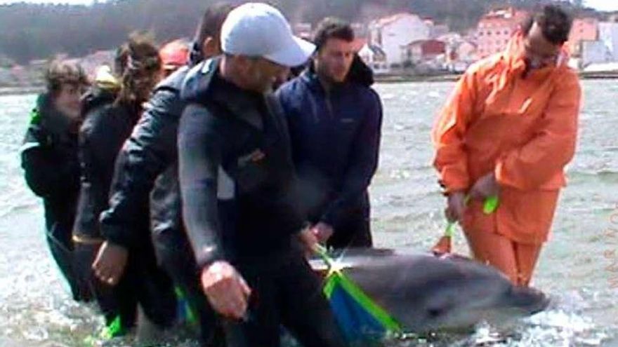 Momento en que los delfines fueron rescatados. // Cemma